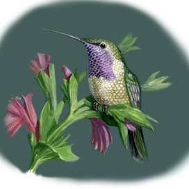 колибри Люцифер