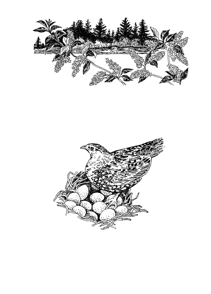 Иллюстрация Мурышева Валентина "Царь-Рыба" Виктор Астафьев 