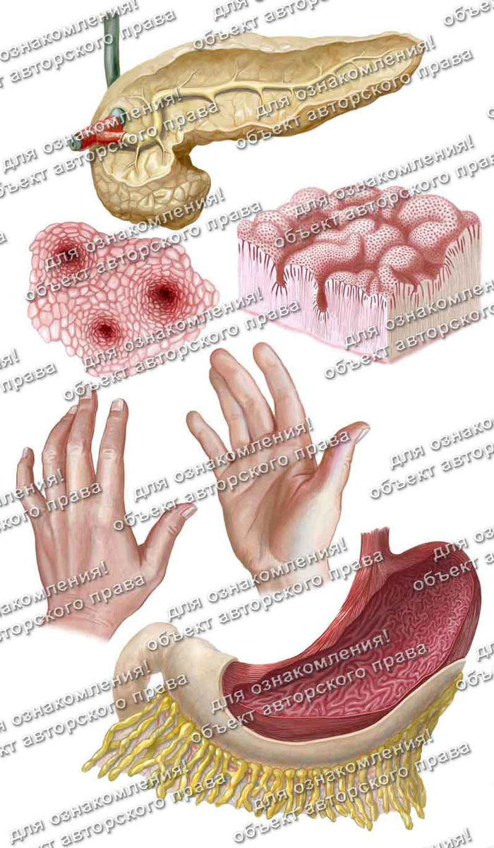Иллюстрации для анатомического пособия