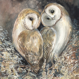 Совы сипухи