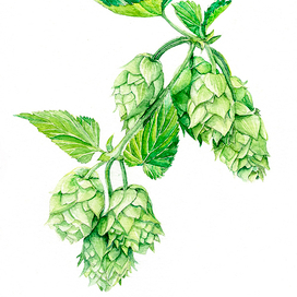 Humulus lupulus