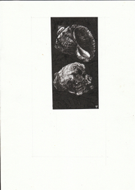 Тамань, Рапаны