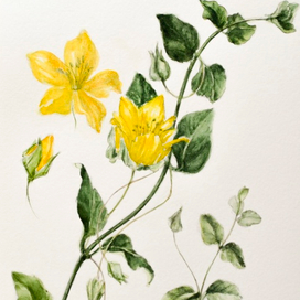 Ботаника Вербейник монетчатый 