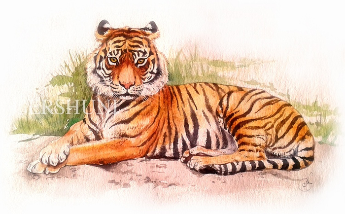 Тигр (лат. Panthera tigris)