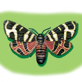 Бабочка Медведица Геба