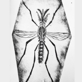 Mosquito. Intaglio.