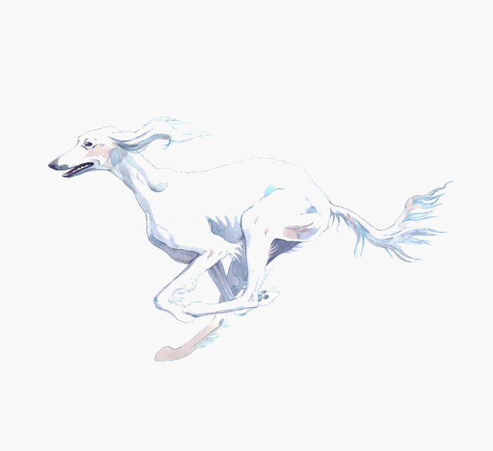 Белая салюки