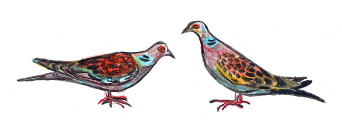 SECOND DAY OF CHRISTMAS