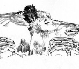 С кабанятками