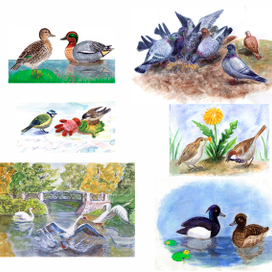 Из жизни птиц