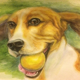 Собака и мяч