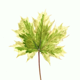 Пёстрый клён