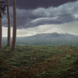 Чёрное море деревьев