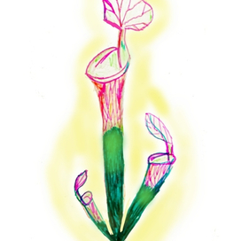 Саррацения