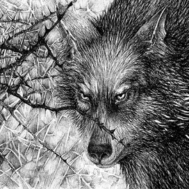 перед нападением