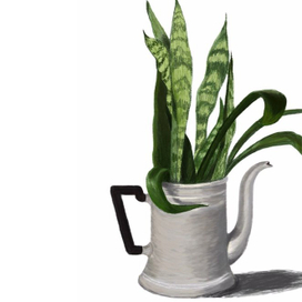 Сансевиерия