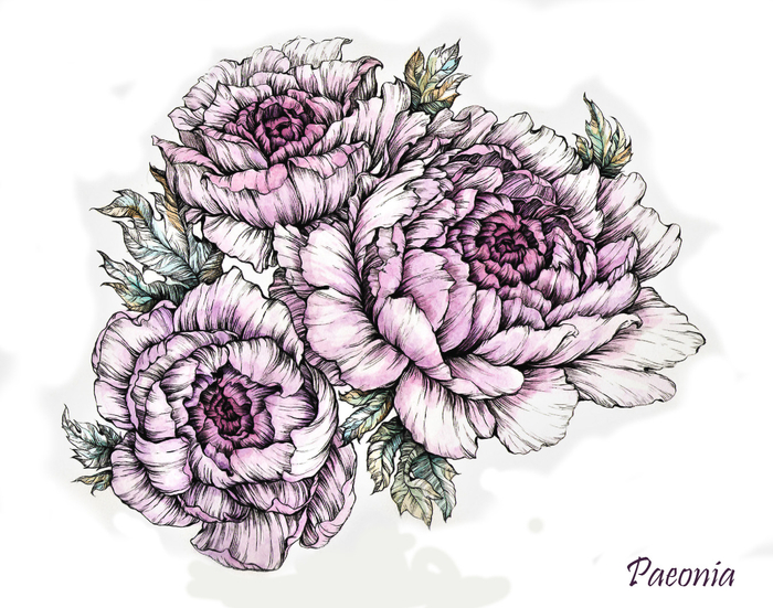 Paeonia