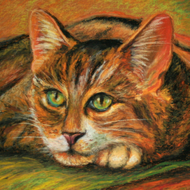 Задумчивый кот