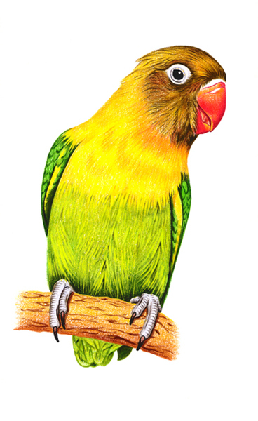 Масковый неразлучник