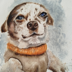 Соседская собака