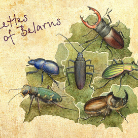 Жуки Беларуси