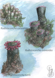 Лжерудисты (Неоцен)