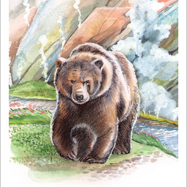 Медведь в Кроноцком заповеднике