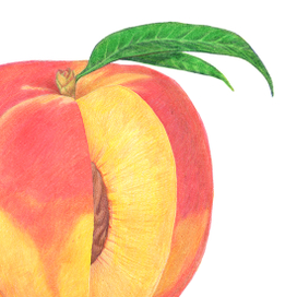 Из серии «Фрукты». 2025: часть 3.