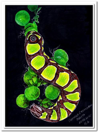 Гусеница Сфекодина Аббота