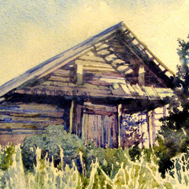 в тени ирги