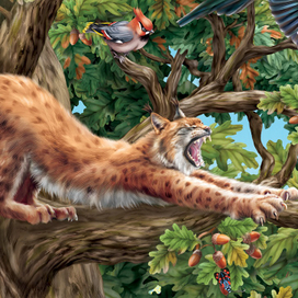 На дубе том3..Большая кошка рысь)