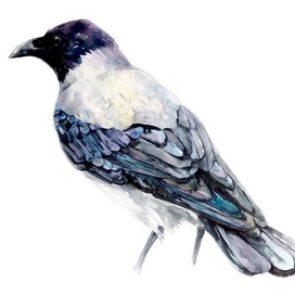 Ворона