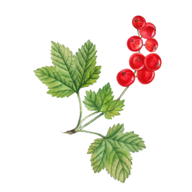 Красная смородина