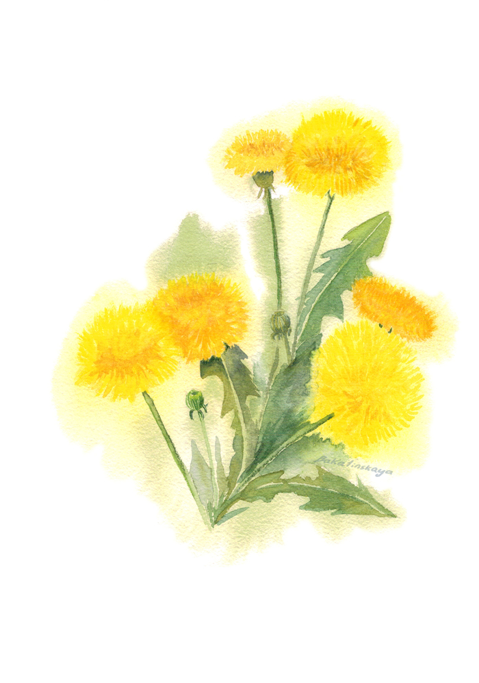 Одуванчики 