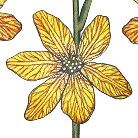 Иллюстрации на белом фоне (изолированные)