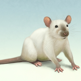 Сиамский крыс