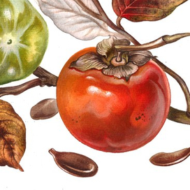 Ботаническая зарисовка хурма