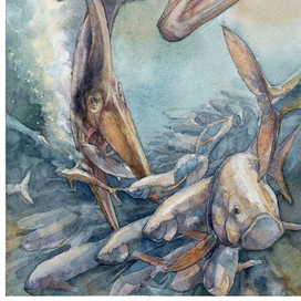 Pteranodon Longiceps