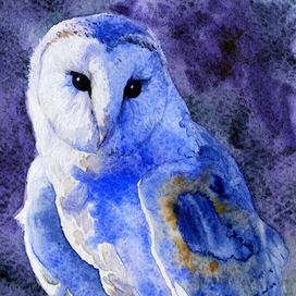 Сипуха (сова)