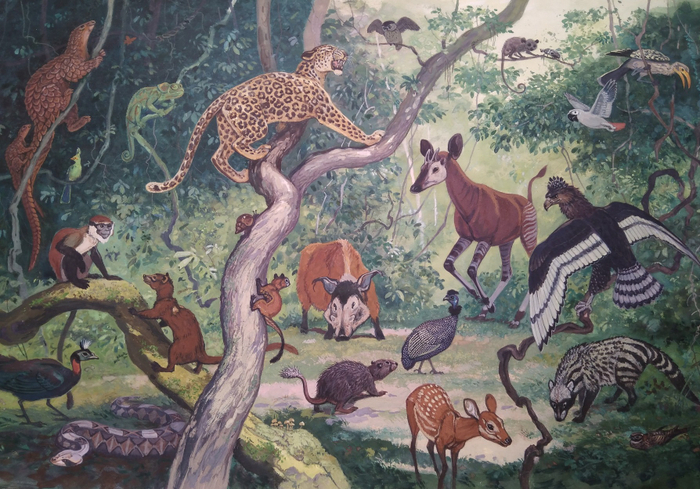 илл. из книги "На поиски животных" (Западная Африка)