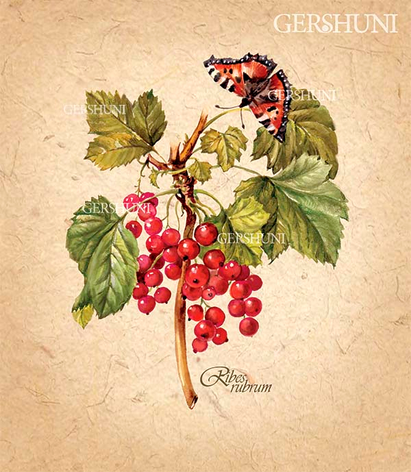 Ботаническая картинка ..