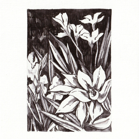 Белый олеандр