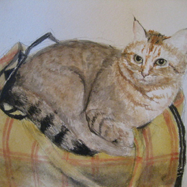 Кошка в сумке