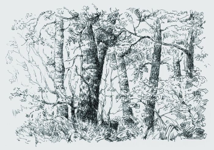 Небольшие заросли