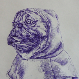 Мопс Барклай