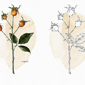 Веточка с оранжевыми ягодами. Ботаника