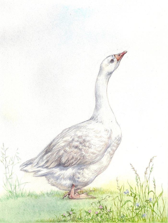 "Гуси" ...фрагмент