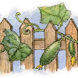 огурчики на заборе