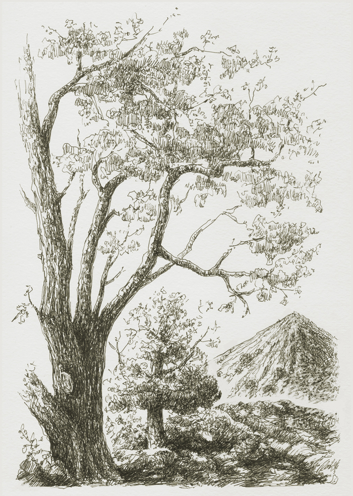 СТАРЫЕ АКАЦИЯ И ТЕРРИКОН