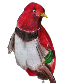 Райская птица